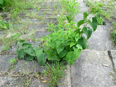 Osterluzei (Aristolochia clematitis) am Rheinufer im Naturschutzgebiet „Ketscher Rheininsel“