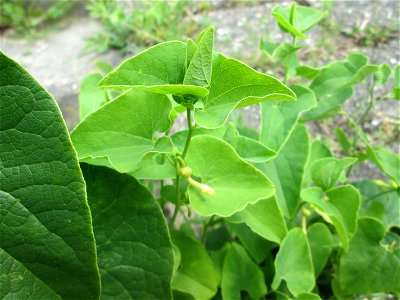 Osterluzei (Aristolochia clematitis) am Rheinufer im Naturschutzgebiet „Ketscher Rheininsel“