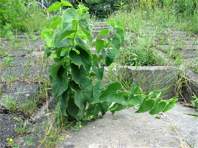 Osterluzei (Aristolochia clematitis) am Rheinufer im Naturschutzgebiet „Ketscher Rheininsel“