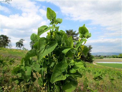 Osterluzei (Aristolochia clematitis) auf der Friedenshöhe im Naturschutzgebiet „Oftersheimer Dünen“ - Zeugnis früheren Weinanbaus - ziemlich selten, früher überall in Weinbergen zu finden