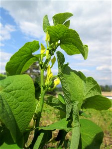 Osterluzei (Aristolochia clematitis) auf der Friedenshöhe im Naturschutzgebiet „Oftersheimer Dünen“ - Zeugnis früheren Weinanbaus - ziemlich selten, früher überall in Weinbergen zu finden