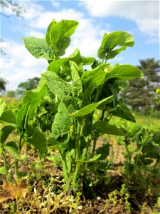 Osterluzei (Aristolochia clematitis) auf der Friedenshöhe im Naturschutzgebiet „Oftersheimer Dünen“ - Zeugnis früheren Weinanbaus - ziemlich selten, früher überall in Weinbergen zu finden