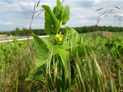 Osterluzei (Aristolochia clematitis) auf der Friedenshöhe im Naturschutzgebiet „Oftersheimer Dünen“ - Zeugnis früheren Weinanbaus - ziemlich selten, früher überall in Weinbergen zu finden