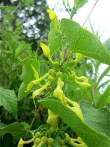 Osterluzei (Aristolochia clematitis) am Rheinufer im Naturschutzgebiet „Ketscher Rheininsel“