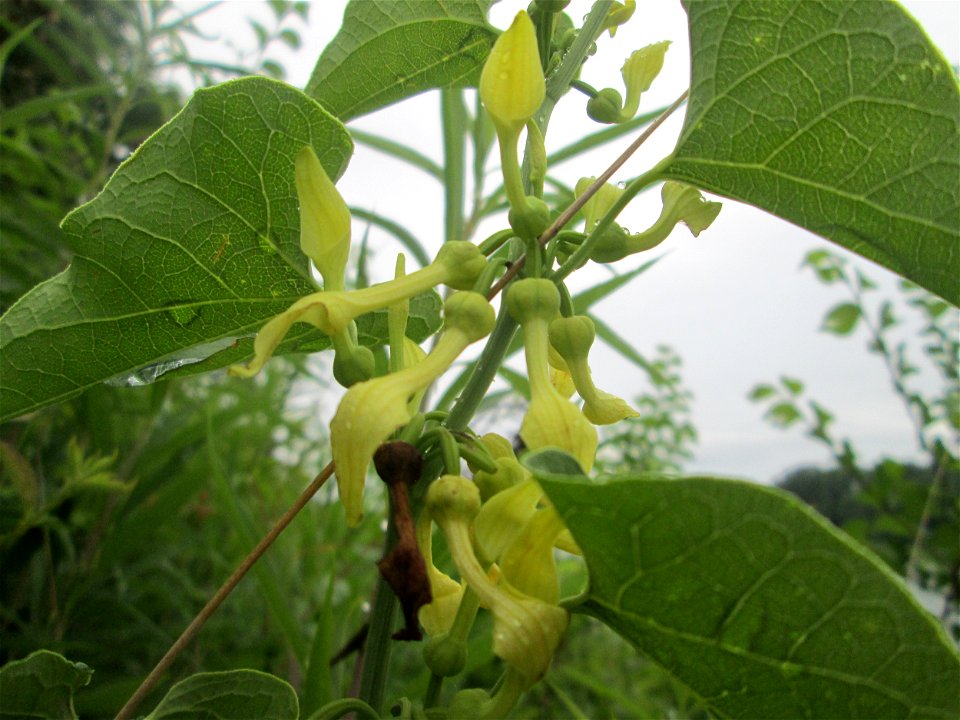 Osterluzei (Aristolochia clematitis) am Rheinufer im Naturschutzgebiet „Ketscher Rheininsel“