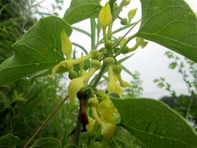 Osterluzei (Aristolochia clematitis) am Rheinufer im Naturschutzgebiet „Ketscher Rheininsel“