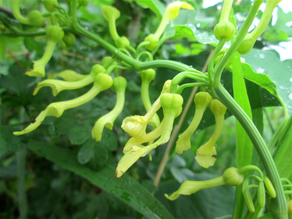 Osterluzei (Aristolochia clematitis) am Rheinufer im Naturschutzgebiet „Ketscher Rheininsel“