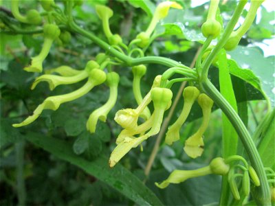 Osterluzei (Aristolochia clematitis) am Rheinufer im Naturschutzgebiet „Ketscher Rheininsel“