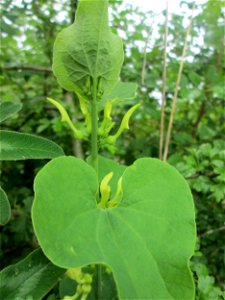 Osterluzei (Aristolochia clematitis) am Rheinufer im Naturschutzgebiet „Ketscher Rheininsel“