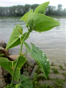 Osterluzei (Aristolochia clematitis) am Rheinufer im Naturschutzgebiet „Ketscher Rheininsel“