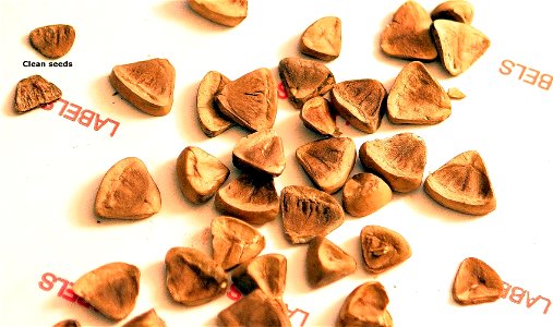 Aristolochia clematitis seeds