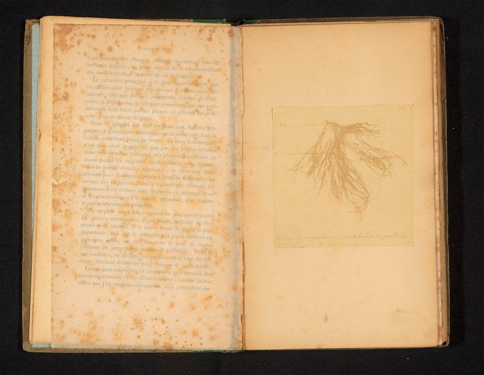 IdentificatieTitel(s): Wortels van de aristolochia serpentariaObjecttype: foto bladzijde Objectnummer: RP-F-2001-7-1350-1VervaardigingVervaardiger: fotograaf: anoniemDatering: ca. 1883 - voor ca. 1888