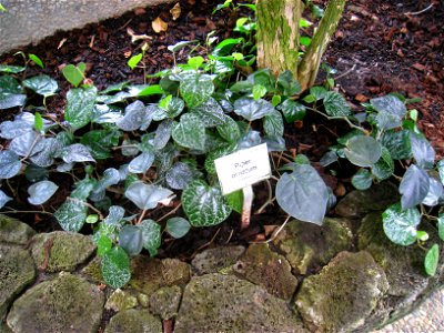 Piper ornatum specimen in the Botanischer Garten, Berlin-Dahlem (Berlin Botanical Garden), Berlin, Germany.