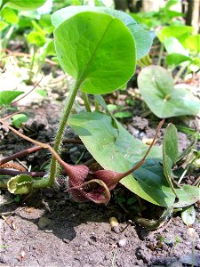 Asarum caudatum Lindl. MTA Botanic Garden Vácrátót, Hungary.