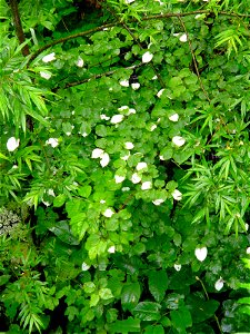 ハンゲショウ[半夏生、半化粧][Saururus chinensis]