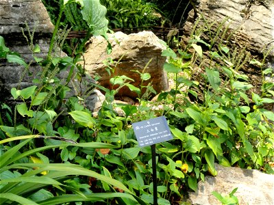 Saururus chinensis specimens in the Kunming Botanical Garden, Kunming, Yunnan, China.