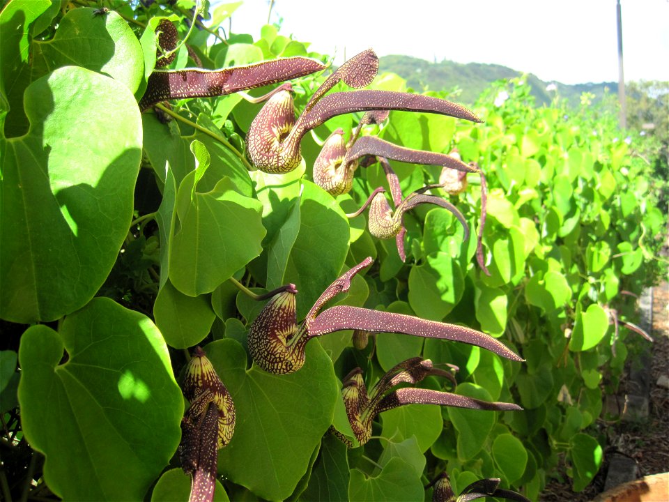 Hedge of Aristolochia ringens (Dutchman's Pipe) in bloom, University of Hawaii at Manoa, Honolulu