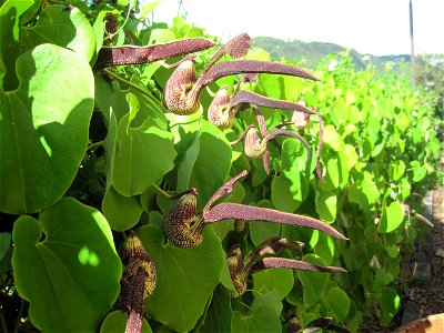 Hedge of Aristolochia ringens (Dutchman's Pipe) in bloom, University of Hawaii at Manoa, Honolulu