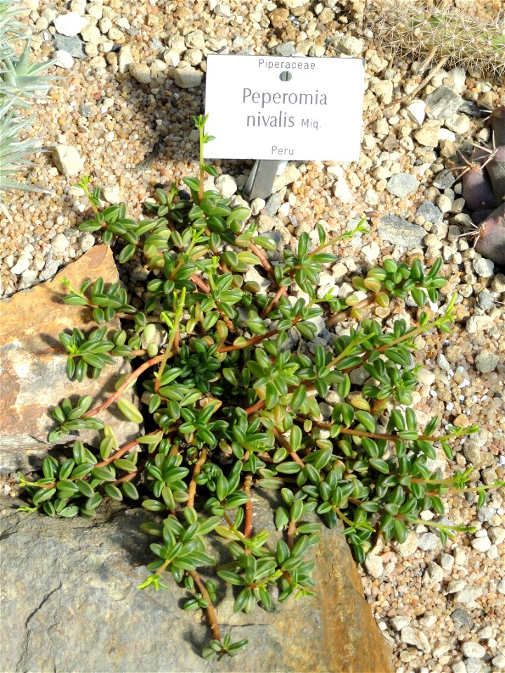 Peperomia nivalis specimen in the Botanischer Garten München-Nymphenburg, Munich, Germany.