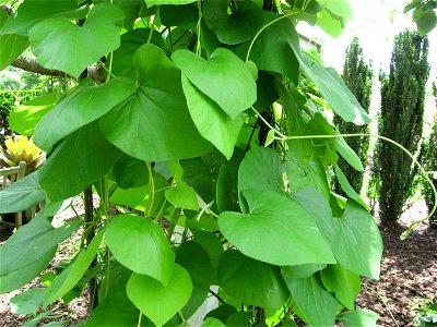 A picture of Aristolochia tomentosa.