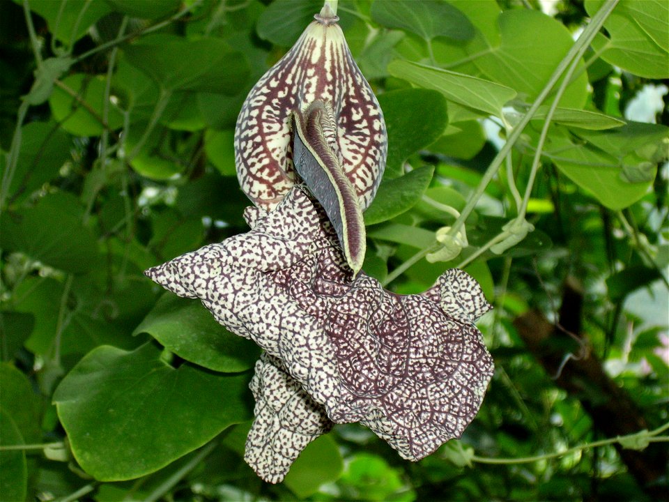 Aristolochia labiata from Palmen Garten (Frankfurt-Germany).