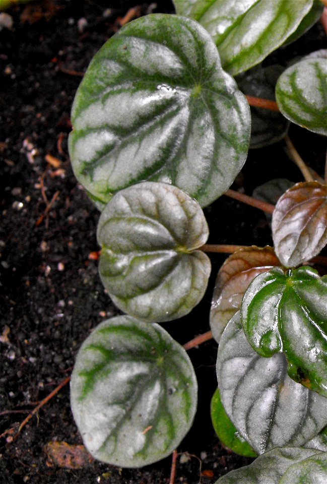 Peperomia griseoargentea in the Botanical Building at Balboa Park in San Diego, California, USA.