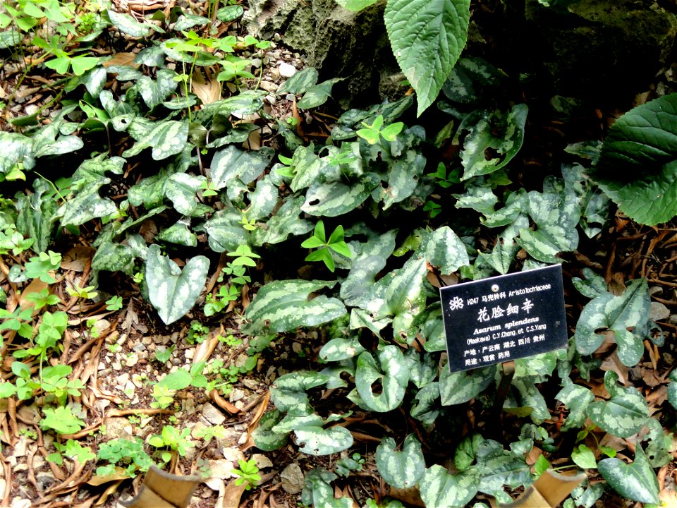 Plant specimen in the Kunming Botanical Garden, Kunming, Yunnan, China.