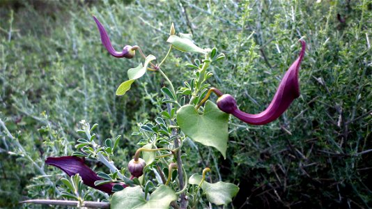 Aristolochia baetica over Calicotome intermedia in Roldán Mountain(Cartagena, Spain)