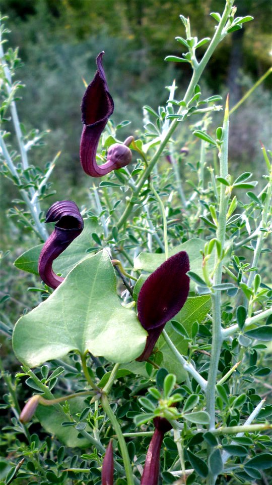 Aristolochia baetica over Calicotome intermedia  in Roldán Mountain(Cartagena, Spain)