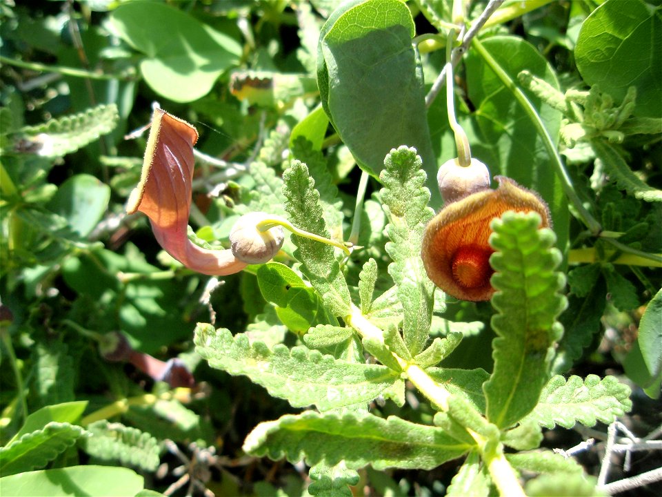 Aristolochia baetica, Gbraltar, Affenfelsen