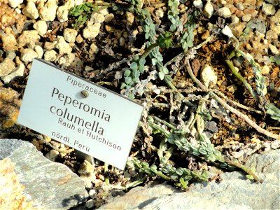 Peperomia columella specimen in the Botanischer Garten München-Nymphenburg, Munich, Germany.