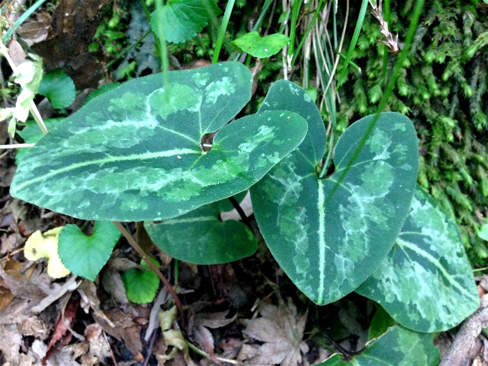 Asarum asperum, growing in deeply shaded forest on a low mountain slope. Around Hiraoka Park, Higashiōsaka, Osaka, Japan.