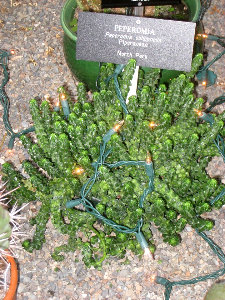 Peperomia columella specimen, Gaiser Conservatory, Manito Park, Spokane, Washington, USA.