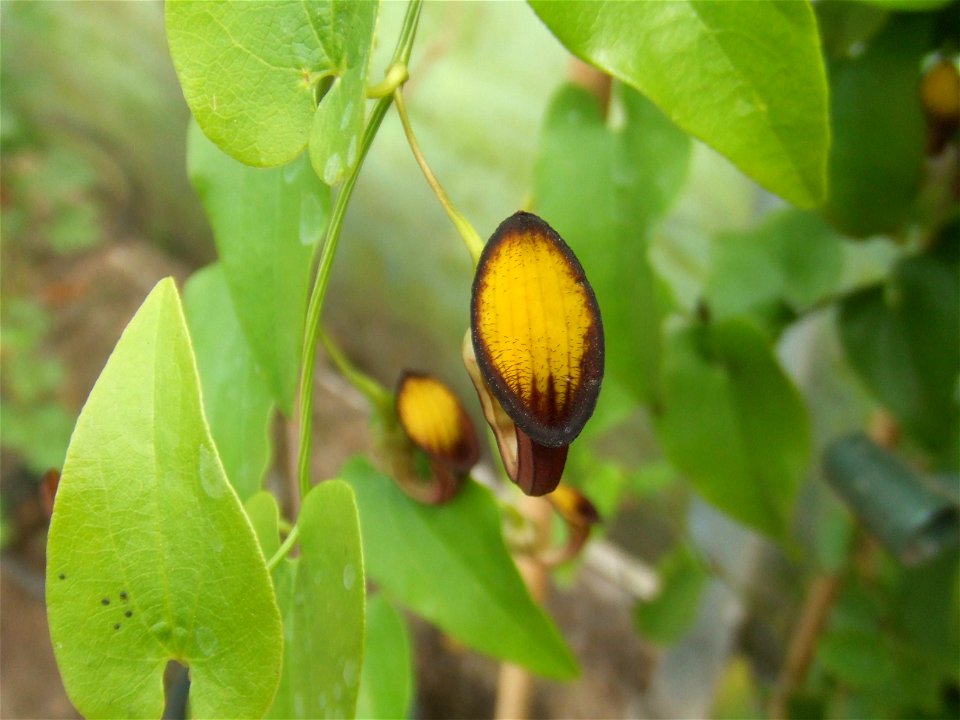 Aristolochia sempervirens, picture taken at the Passiflorahoeve Butterflygarden Harskamp, The Netherlands