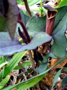 Aristolochia pistolochia flower close up, Dehesa Boyal de Puertollano, Spain