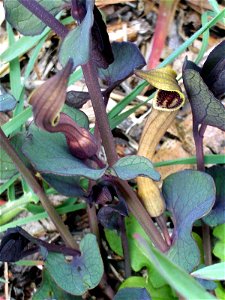 Aristolochia pistolochia flower close up, Dehesa Boyal de Puertollano, Spain