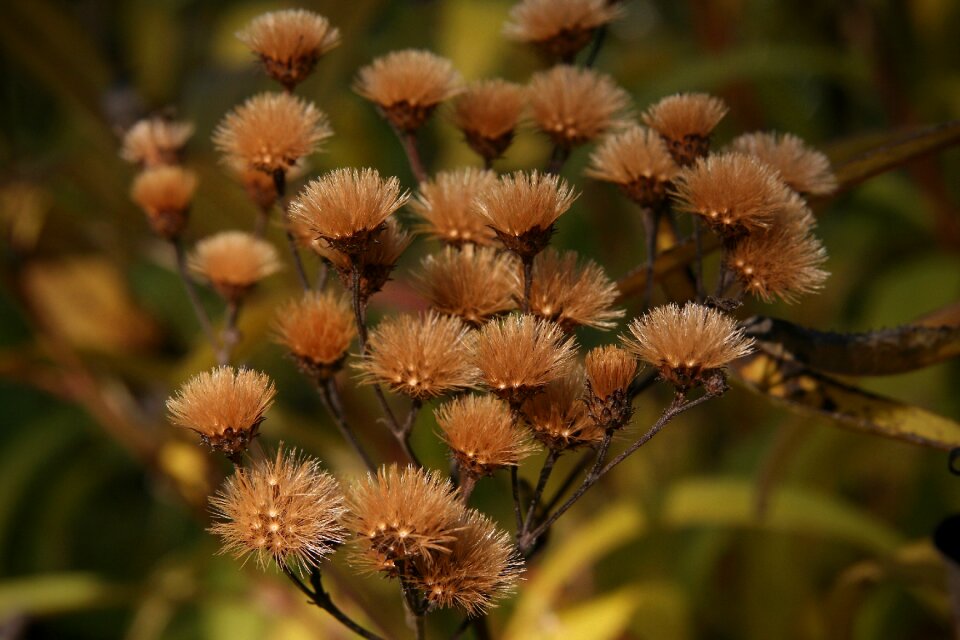 Trockenblume autumn faded
