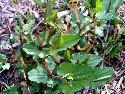 Aristolochia pistolochia Habitus, Dehesa Boyal de Puertollano, Spain