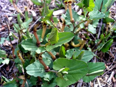 Aristolochia pistolochia Habitus, Dehesa Boyal de Puertollano, Spain photo