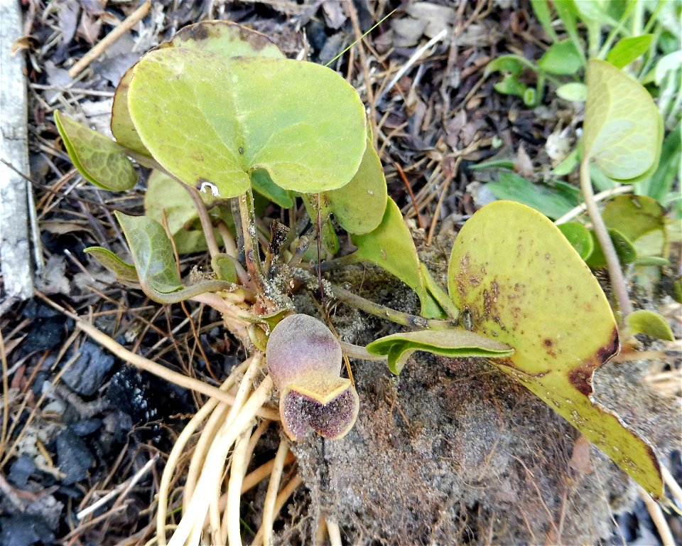 Hexastylis contracta, sandy alluvial woodland along the Caney Fork near Todd Town, Cumberland County, Tennessee. Collected as part of research project for APSU.