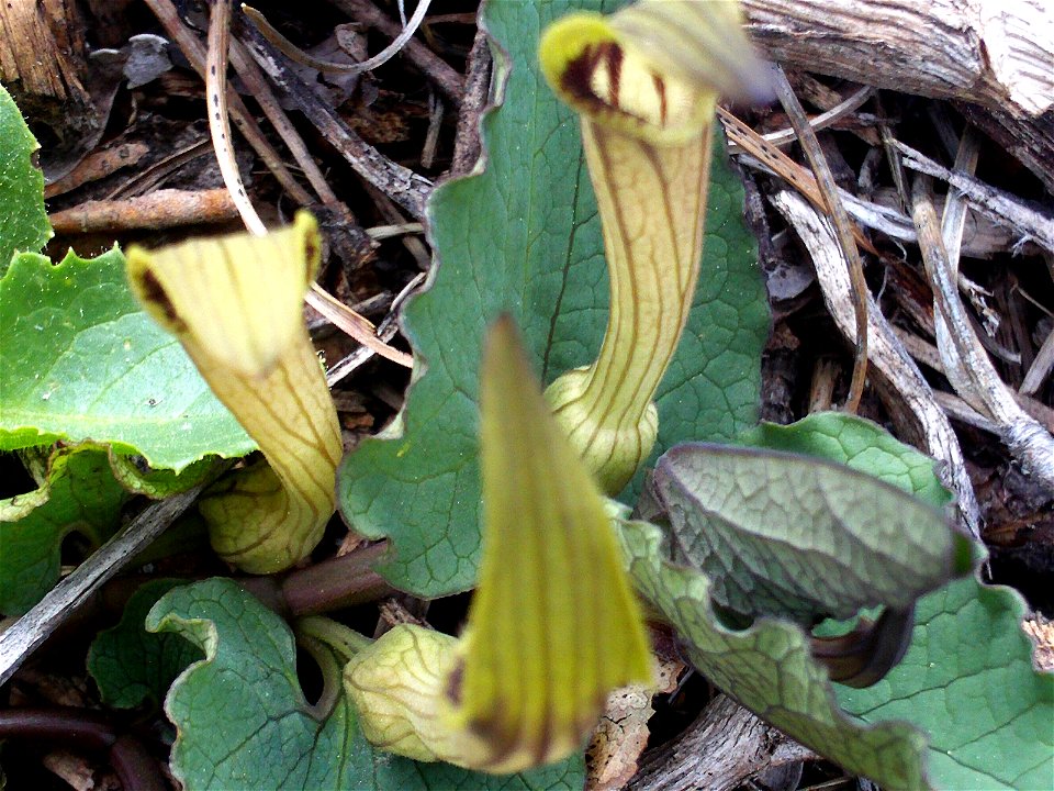 Aristolochia paucinervis flower close up, Dehesa Boyal de Puertollano, Spain
