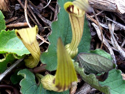 Aristolochia paucinervis flower close up, Dehesa Boyal de Puertollano, Spain