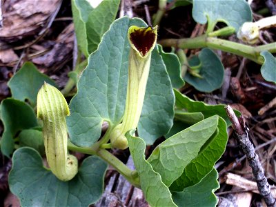 Aristolochia paucinervis flowers close up, Dehesa Boyal de Puertollano, Spain