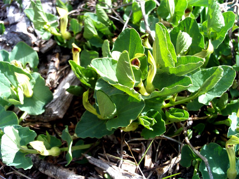 Aristolochia paucinervis Habitus, Dehesa Boyal de Puertollano, Spain