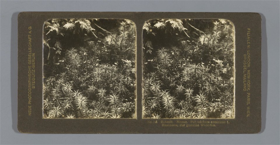 IdentificatieTitel(s): Gewoon haarmos (Polytrichum commune)Nr. 1 d. Botanik. Moose. Polytrichum commune L. Haarmoos, der gemeine Widerton (titel op object)Objecttype: stereofoto Objectnummer: RP-F-F10