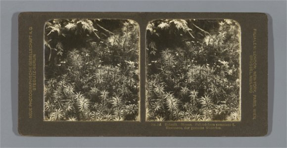 IdentificatieTitel(s): Gewoon haarmos (Polytrichum commune)Nr. 1 d. Botanik. Moose. Polytrichum commune L. Haarmoos, der gemeine Widerton (titel op object)Objecttype: stereofoto Objectnummer: RP-F-F10