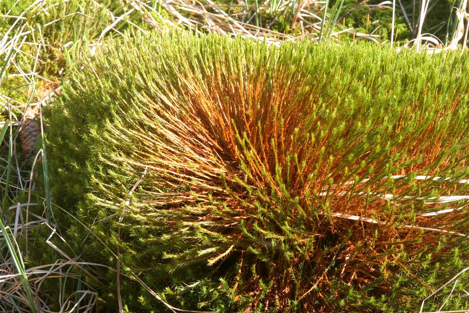 Polytrichum commune