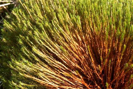 Polytrichum commune