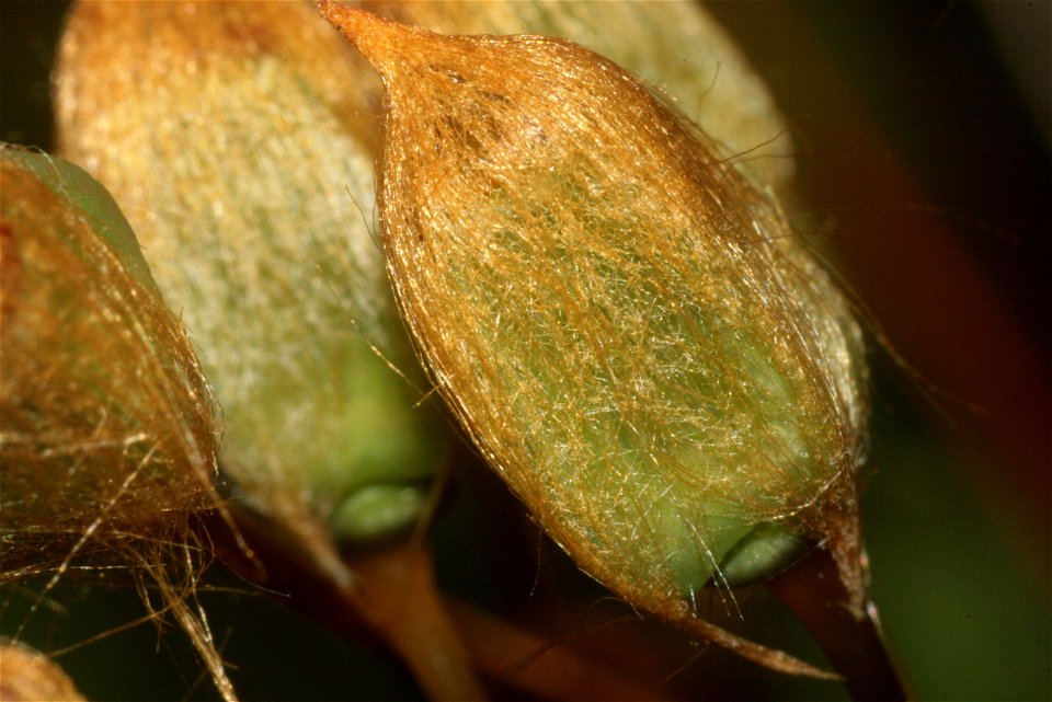 Polytrichum commune