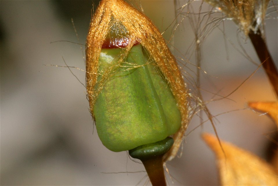 Polytrichum commune
